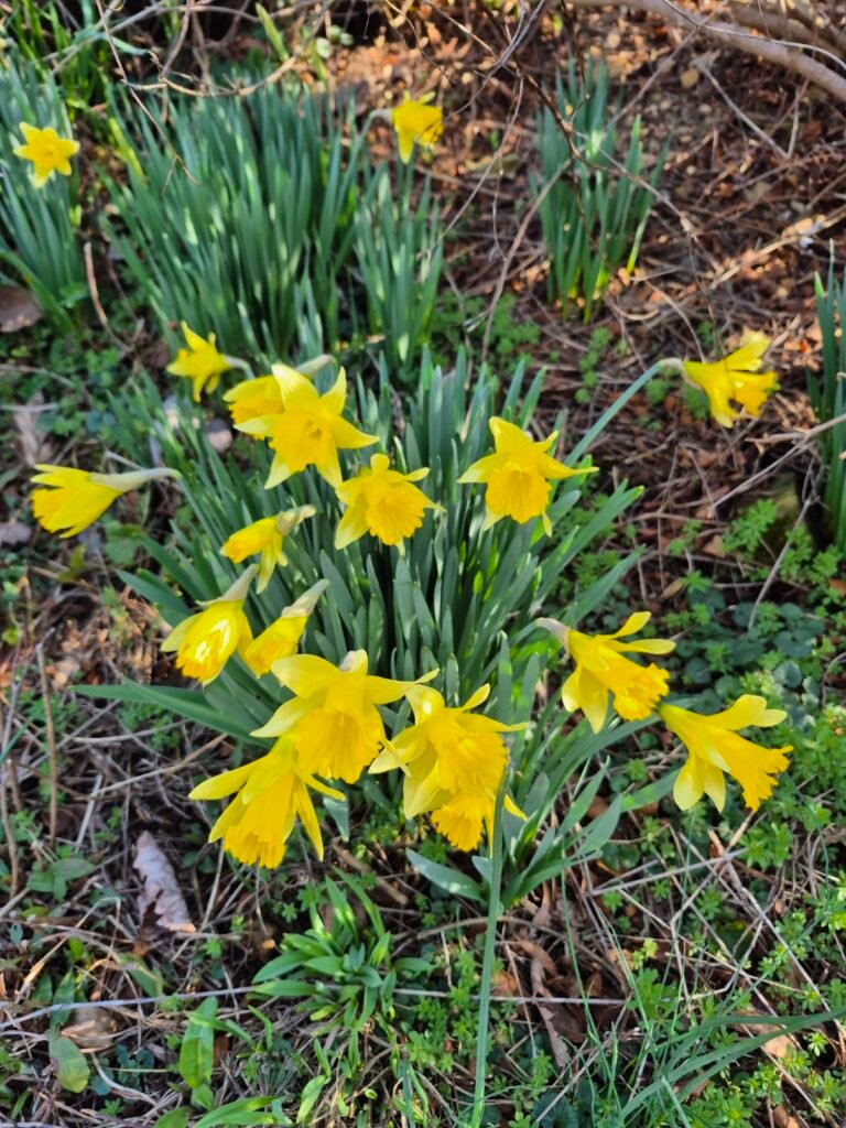 Spring Daffodils