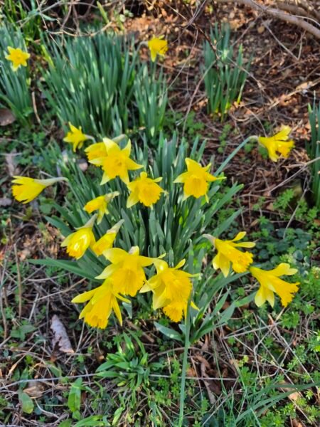 Spring Daffodils