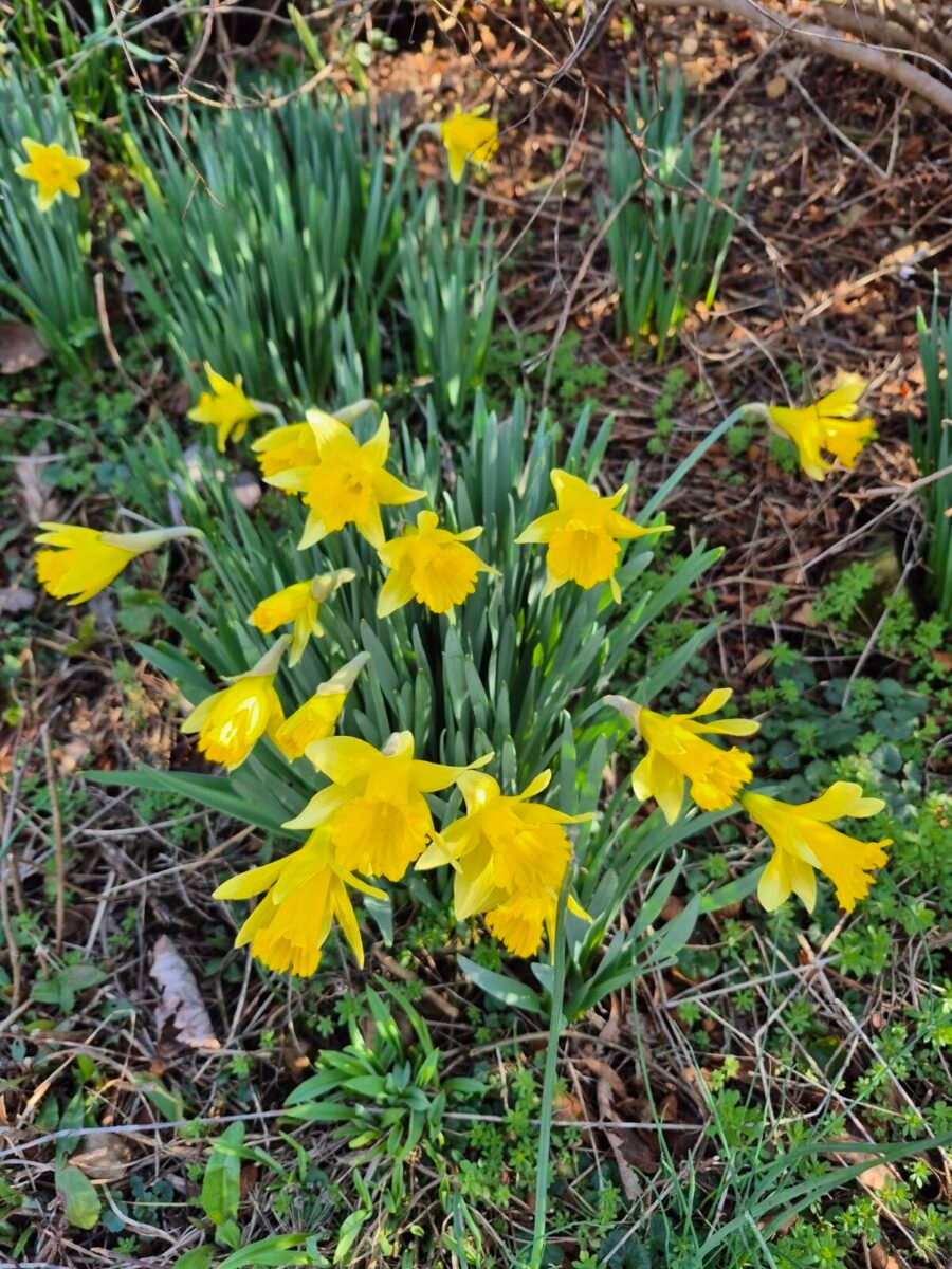 Bright yellow spring daffodils blooming in the front yard