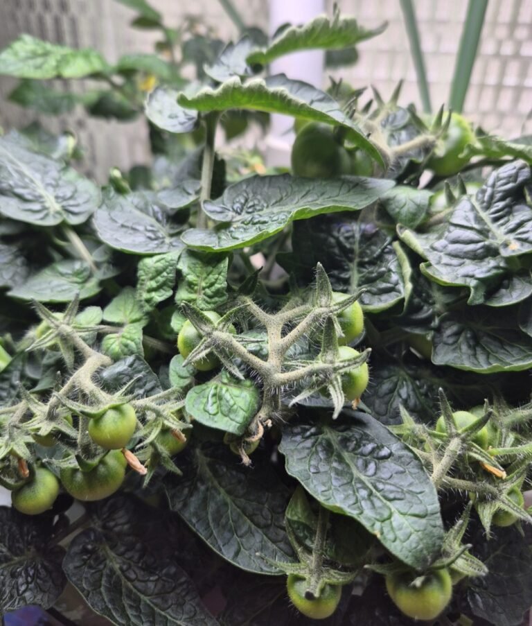 Homegrown Tiny Tim Tomatoes growing in our Aerogarden (Harvest model)