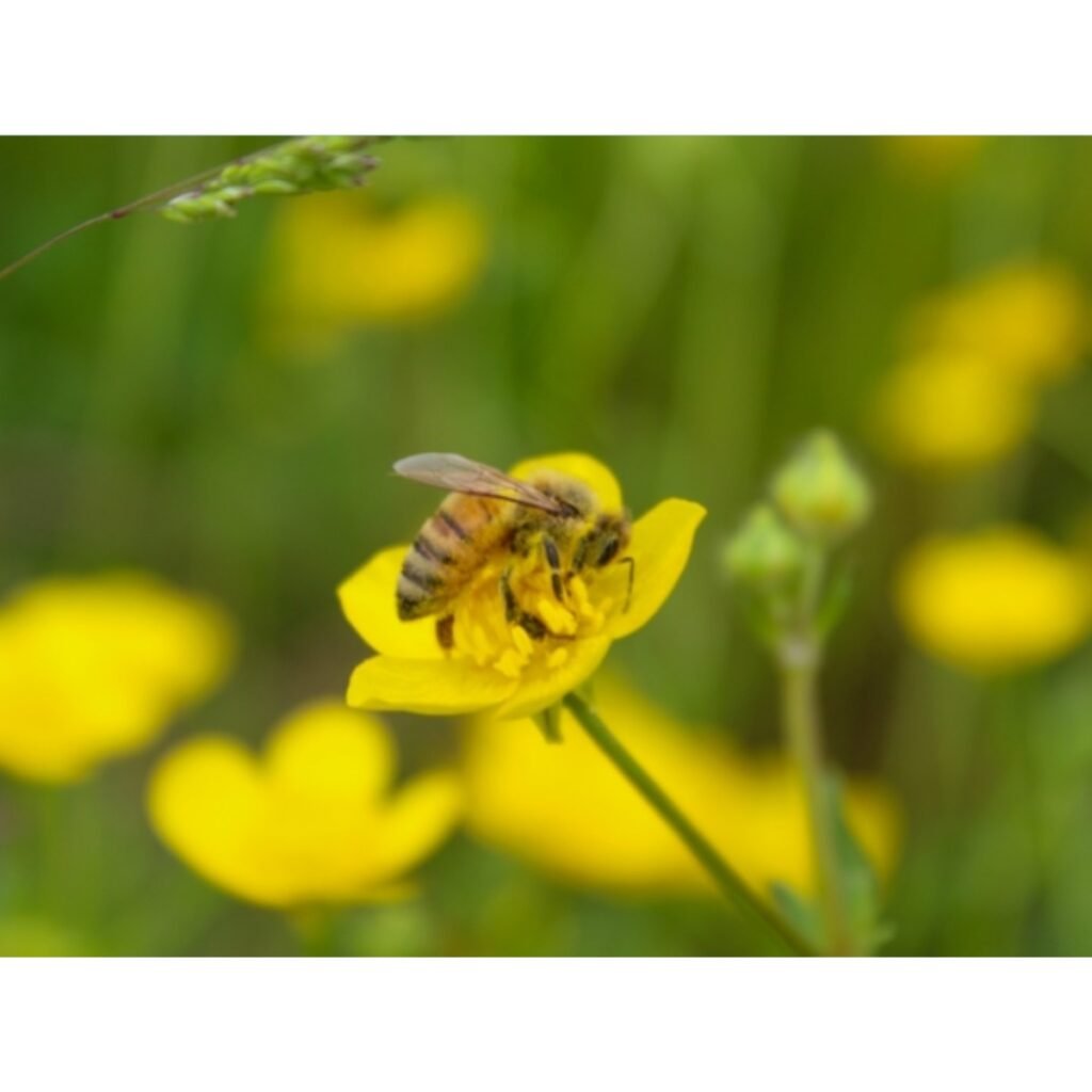 Western honeybee on a yellow flower collecting nectar
