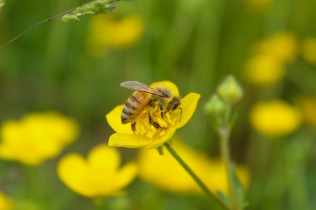 Western Honeybee on a yellow flower
