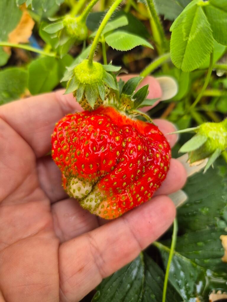 Large red strawberry grown in our greenhouse