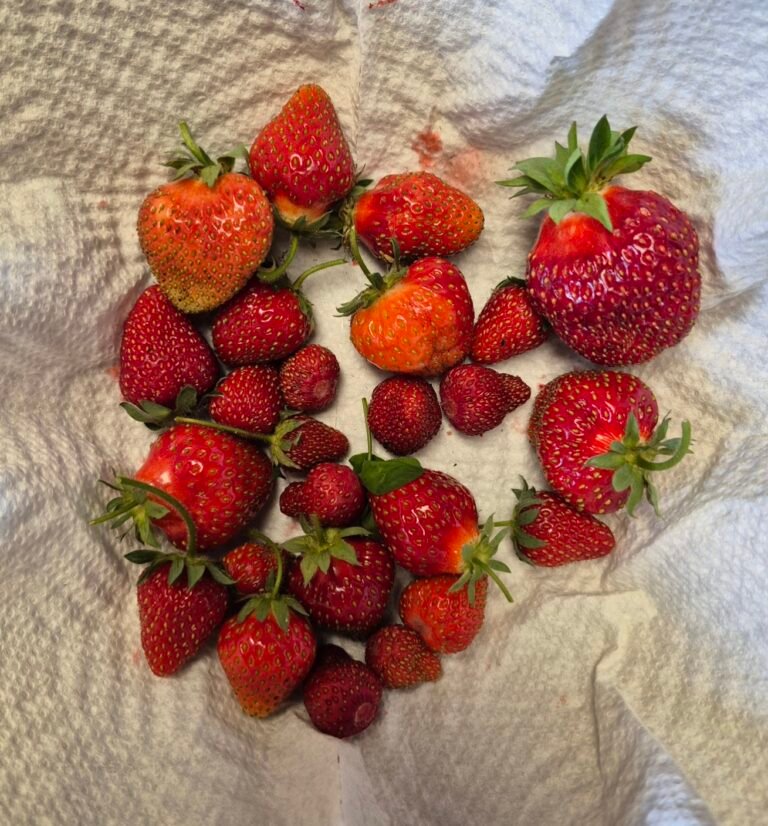 strawberries from our greenhouse