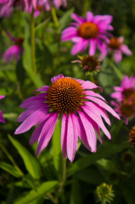 Purple Coneflower in bloom