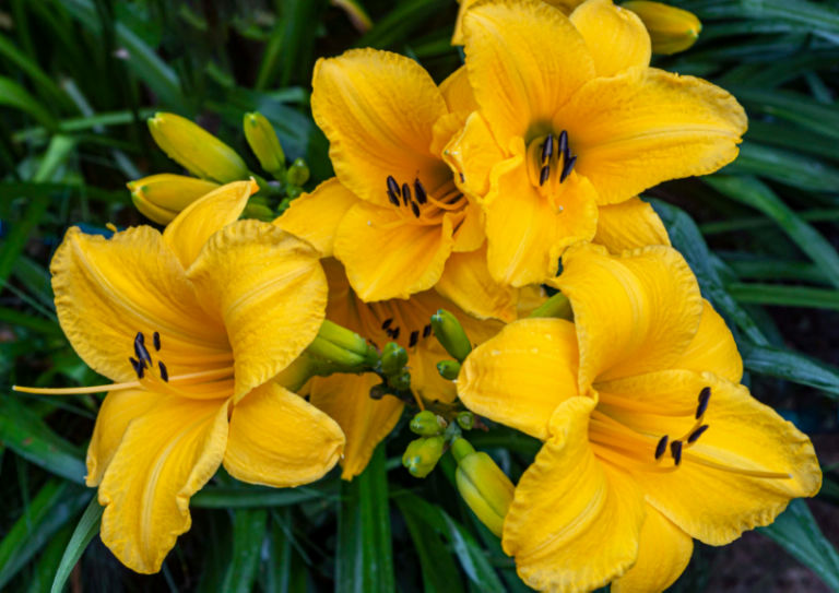 Perennial Stella De Oro blooming