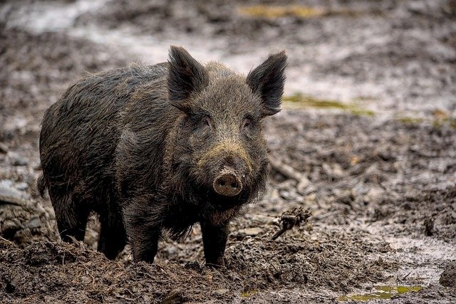 Feral hog standing in muddy woodland habitat.