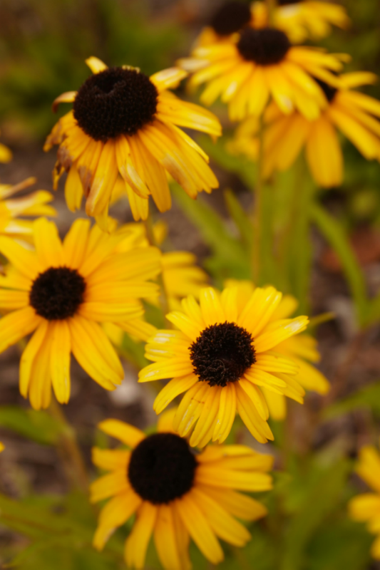 Perennial Black Eyed Susan blooming