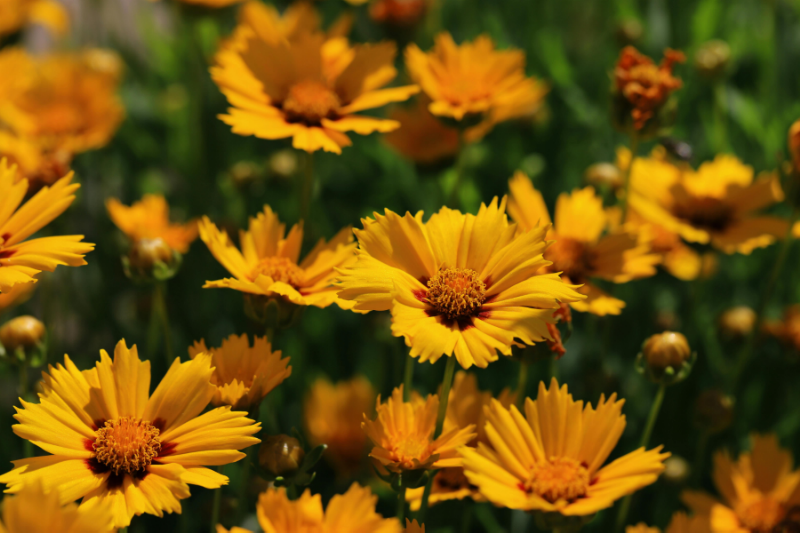 Blooming Coreopsis flower
