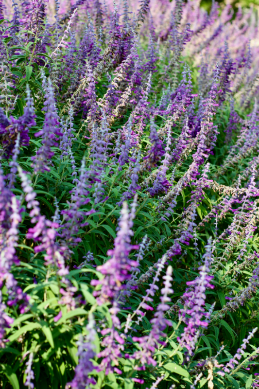 Russian Sage flower blooming