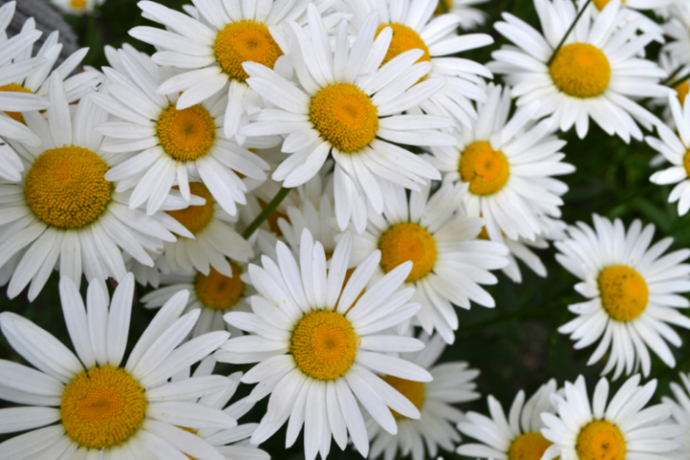Blooming Shasta Daisy