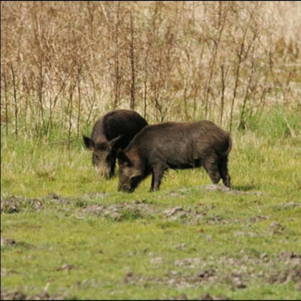 two Feral swine in a wooded habitat foraging for food
