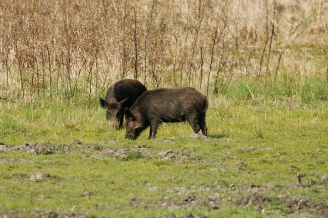 Feral swine in a wooded habitat.