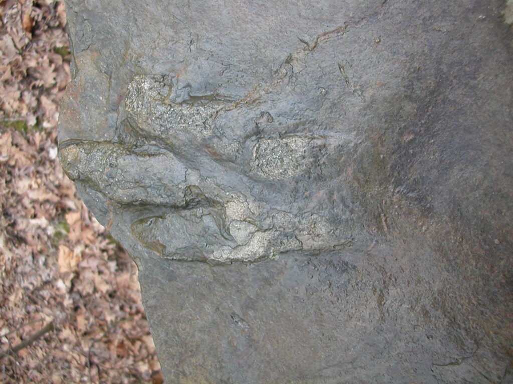 three‑toed footprint from Anchisauripus sillimani on am bridge in Gettysburg PA