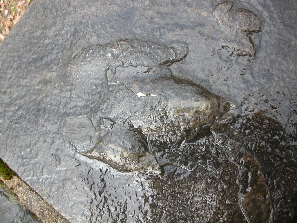 Atreipus milfordensis print of a plant‑eating dinosaur that walked on three toes