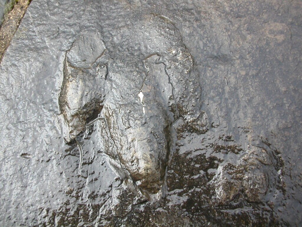 Atreipus milfordensis print of a plant‑eating dinosaur that walked on three toes