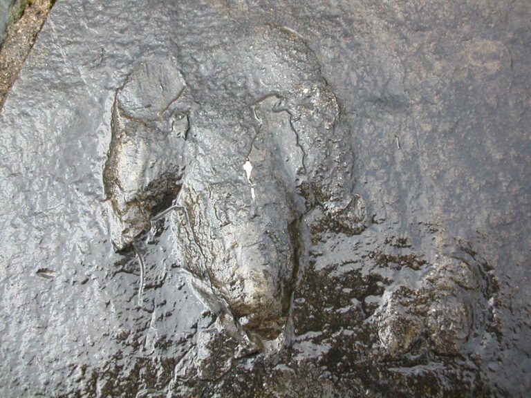 Atreipus milfordensis print of a plant‑eating dinosaur that walked on three toes