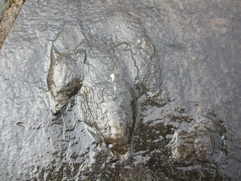 Atreipus milfordensis print of a plant‑eating dinosaur that walked on three toes