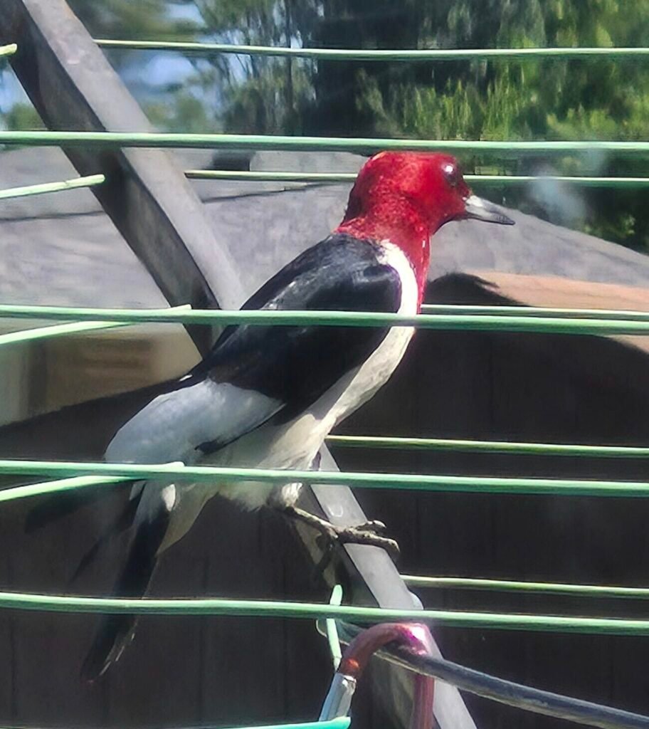 Red‑headed woodpecker pausing briefly near the backyard feeder, displaying its vivid red head and white underparts.