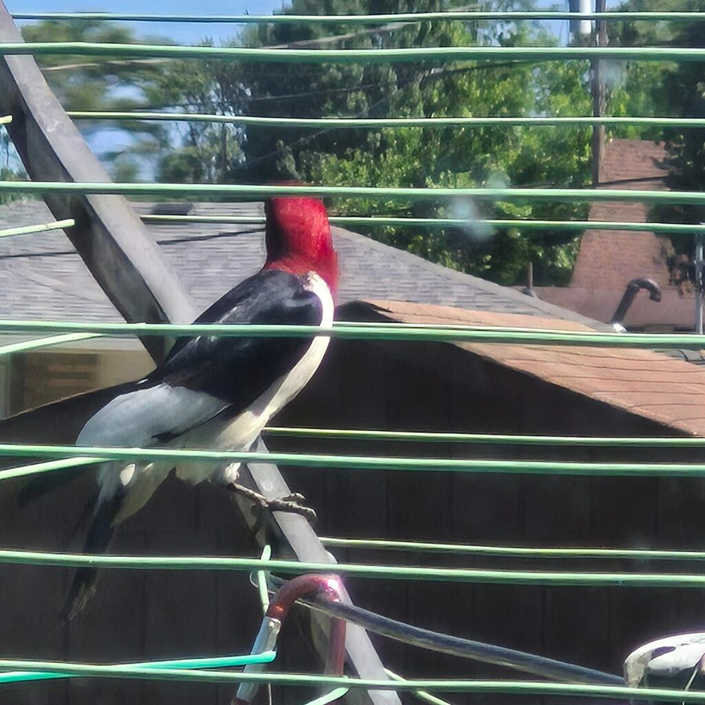 Red‑headed woodpecker sitting on an outdoor clothesline.