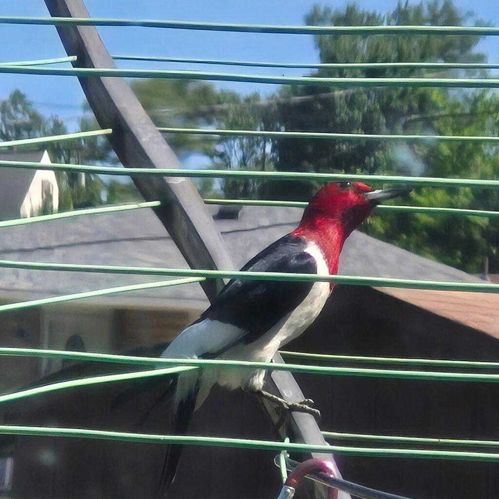 Red‑headed woodpecker perched on a metal bar in my Pennsylvania backyard, showing its bright red head and black‑and‑white wings.