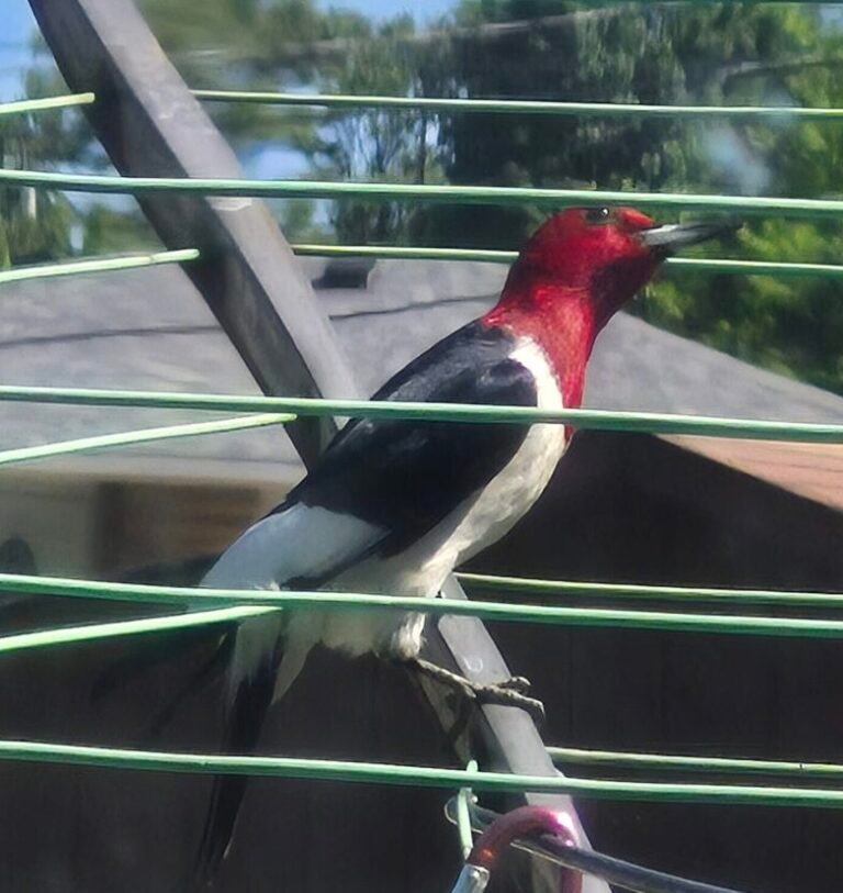 Home - Do you ever Wonder? 117 Red‑headed woodpecker perched on a metal bar in my Pennsylvania backyard, showing its bright red head and black‑and‑white wings.