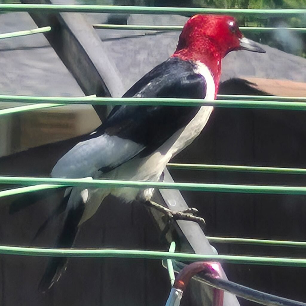 image of a red headed woodpecker inside of a clothesline