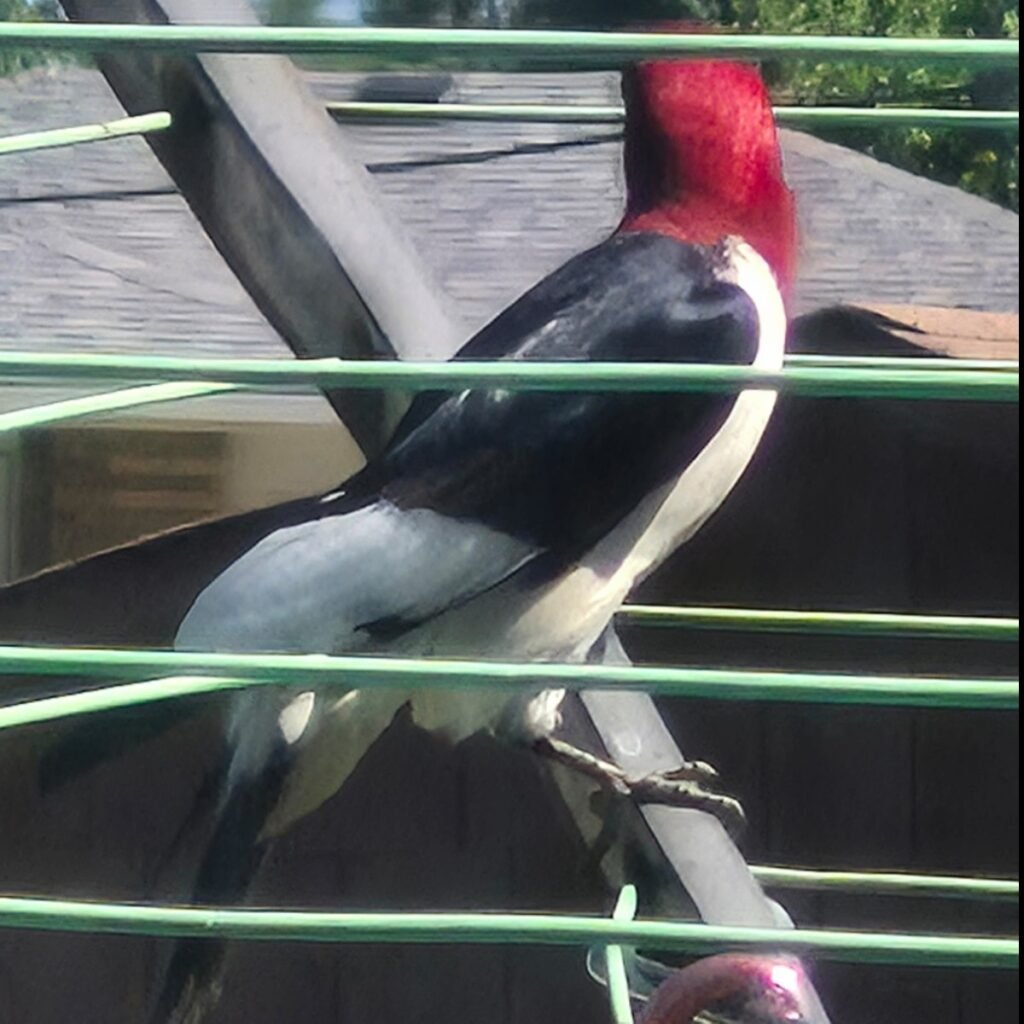 red headed woodpecker looking away from the camera