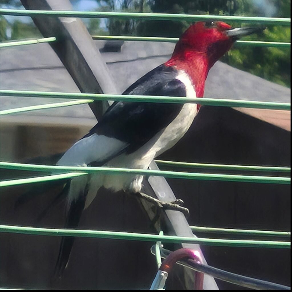Red-Headed Woodpecker: Watching a Woodpecker in My Front Yard 5 Red-headed Woodpecker on a clothesline