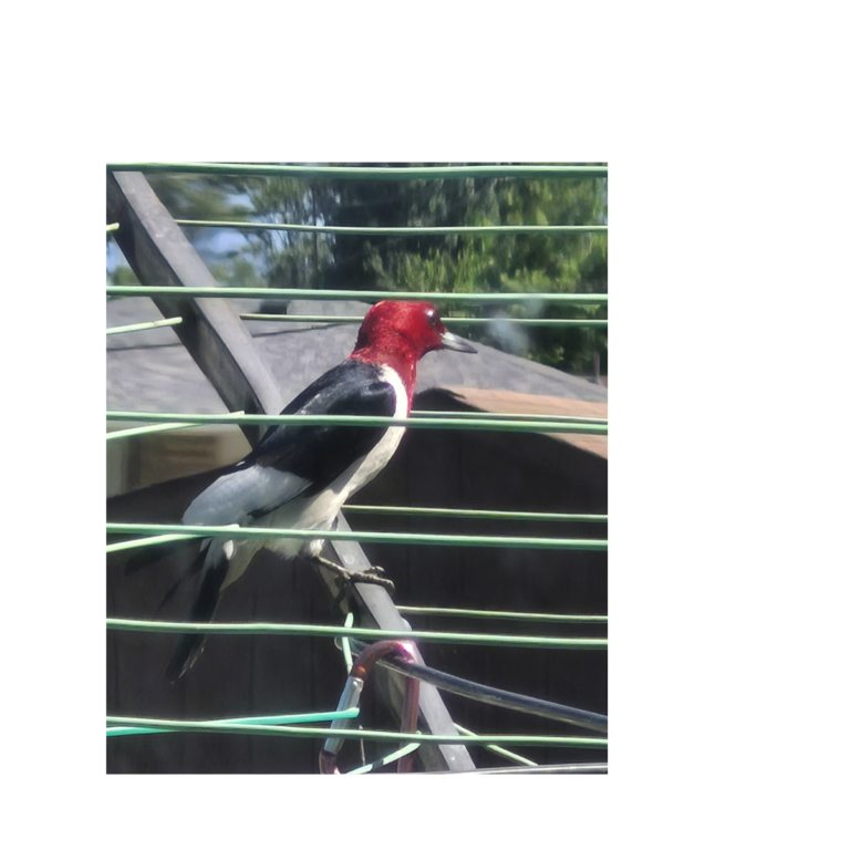 Red-headed Woodpecker on a clothesline