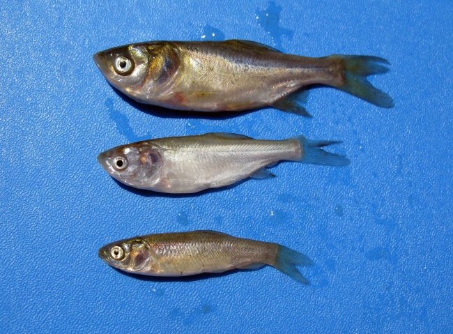 Invasive fish in Pennsylvania showing 3 types of carp