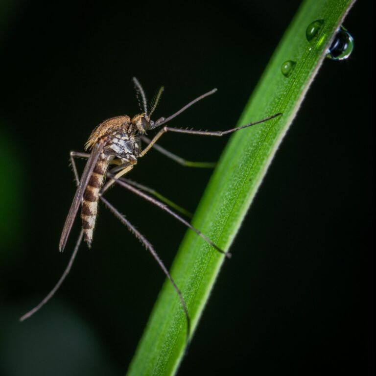 close up of a mosquito on a piece of green grass
