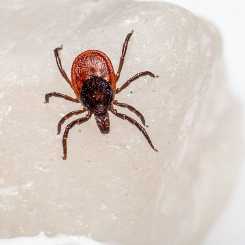 tick shown on a white piece of paper
