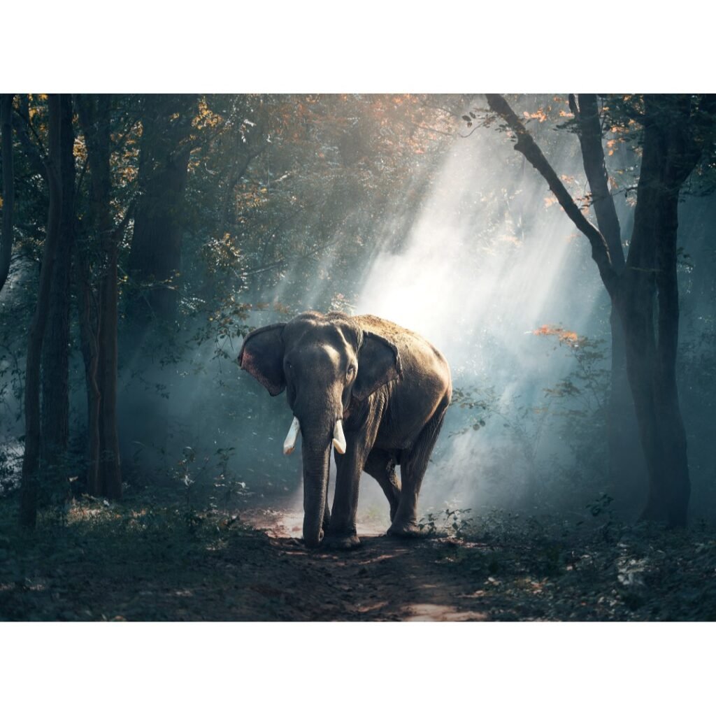 An elephant walking peacefully along a sunlit path with warm light shining behind him.