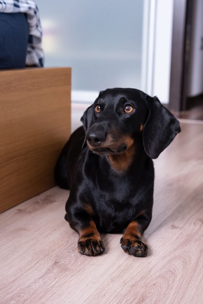dachshund laying on the floor thinking about causing trouble